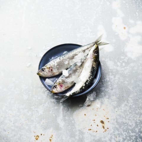 Petits poissons Photo Laurent Grivet